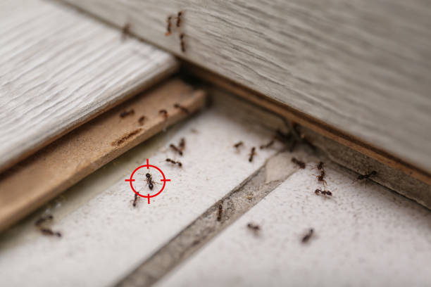 Best Pest Control Near Me in Loves Park, IL