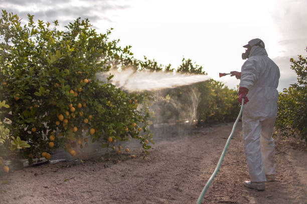 Best Termite Control Services  in Loves Park, IL