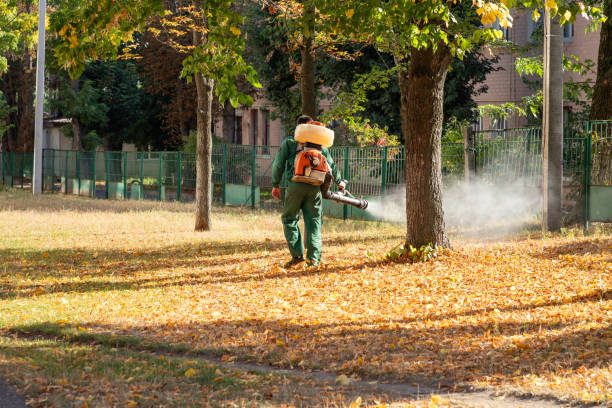 Best Local Pest Control Services  in Loves Park, IL