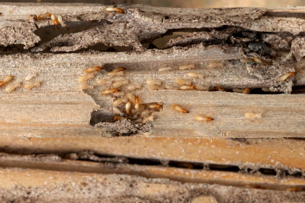 Bird Control in Loves Park, IL