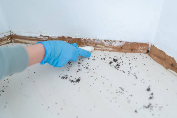 Best Termite Control Services  in Loves Park, IL